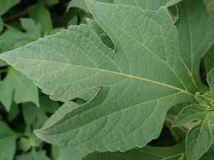 Mexican sunflower(Tithonia diversifolia)