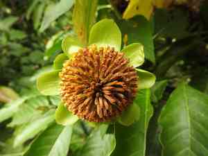 Mexican sunflower(Tithonia diversifolia)