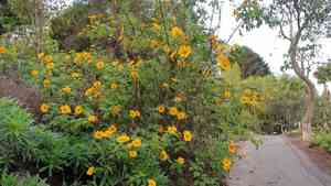 Mexican sunflower(Tithonia diversifolia)