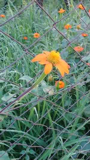 Mexican sunflower(Tithonia rotundifolia)