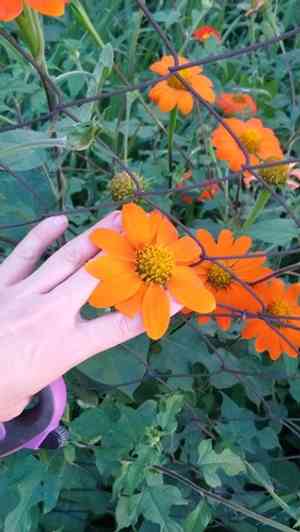 Mexican sunflower(Tithonia rotundifolia)