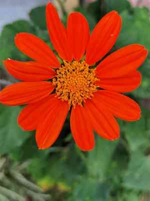 Mexican sunflower(Tithonia rotundifolia)