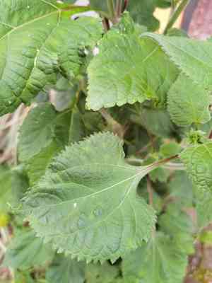 Mexican sunflower(Tithonia rotundifolia)