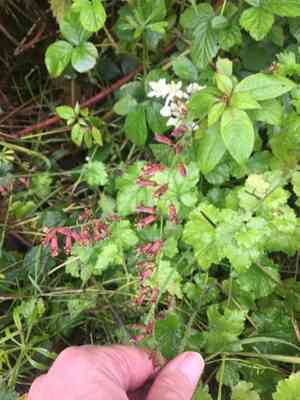 Piggyback Plant(Tolmiea menziesii)