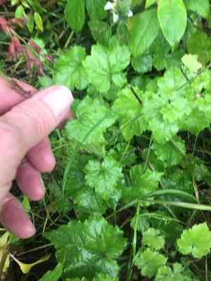 Piggyback Plant(Tolmiea menziesii)