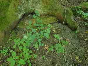 Piggyback Plant(Tolmiea menziesii)