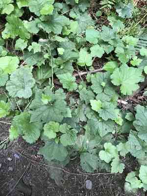 Piggyback Plant(Tolmiea menziesii)