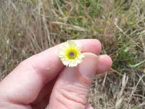 Yellow Hawkweed(Tolpis barbata)