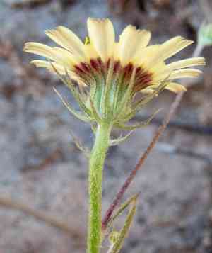 Yellow Hawkweed(Tolpis barbata)