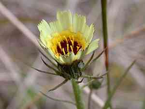 Yellow Hawkweed(Tolpis barbata)