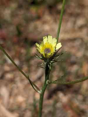 Yellow hawkweed(Tolpis umbellata)
