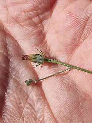 Yellow hawkweed(Tolpis umbellata)