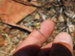 Yellow hawkweed(Tolpis umbellata)