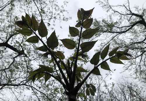 Chinese mahogany(Toona sinensis)