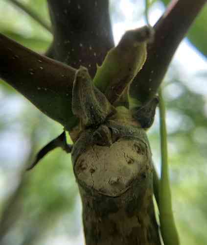 Chinese mahogany(Toona sinensis)