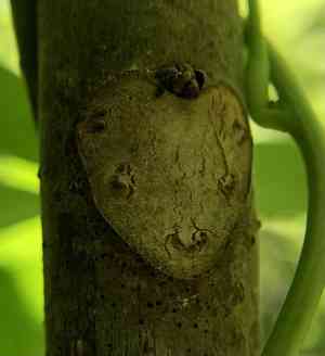 Chinese mahogany(Toona sinensis)