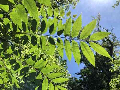 Chinese mahogany(Toona sinensis)