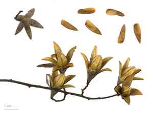 Chinese mahogany(Toona sinensis)