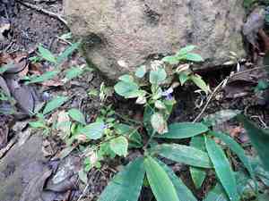 Wishbone flower(Torenia fournieri)