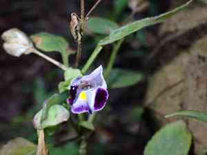 Wishbone flower(Torenia fournieri)