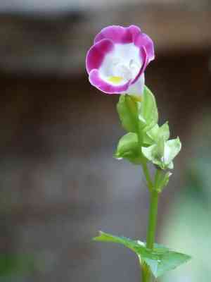 Wishbone flower(Torenia fournieri)