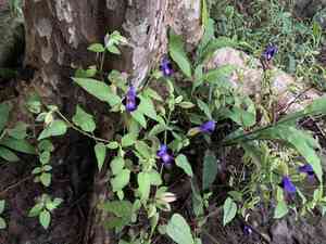 Wishbone flower(Torenia fournieri)