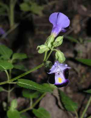 Wishbone flower(Torenia fournieri)