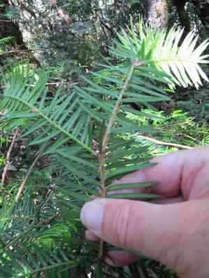 California nutmeg(Torreya californica)