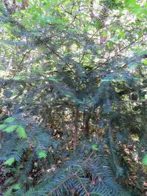 California nutmeg(Torreya californica)