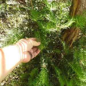 California nutmeg(Torreya californica)