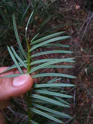 California nutmeg(Torreya californica)