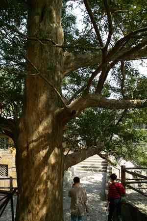 Chinese nutmeg yew(Torreya grandis)