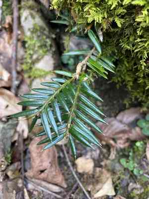 Japanese torreya(Torreya nucifera)