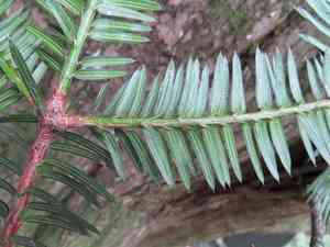 Japanese torreya(Torreya nucifera)