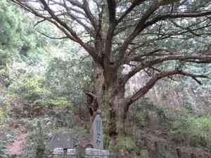 Japanese torreya(Torreya nucifera)