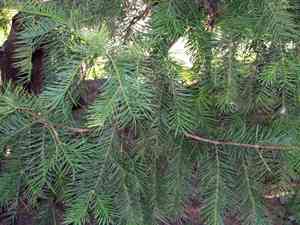 Japanese torreya(Torreya nucifera)