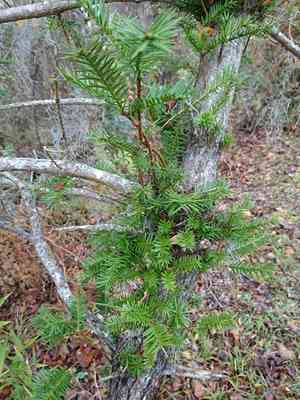 Florida nutmeg(Torreya taxifolia)