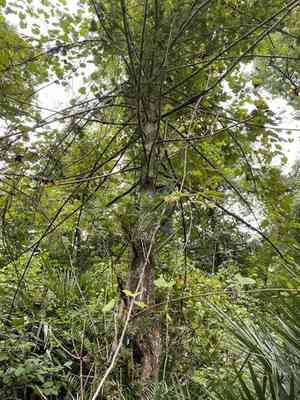 Florida nutmeg(Torreya taxifolia)