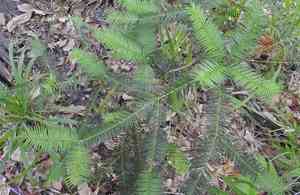 Florida nutmeg(Torreya taxifolia)