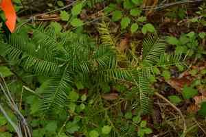 Florida nutmeg(Torreya taxifolia)