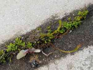 Tortula moss(Tortula muralis)