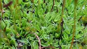Tortula moss(Tortula muralis)