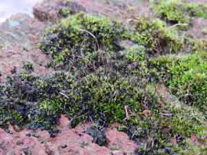 Tortula moss(Tortula muralis)