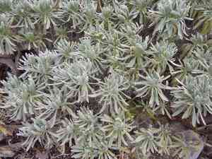 Sea rosemary(Tournefortia gnaphalodes)