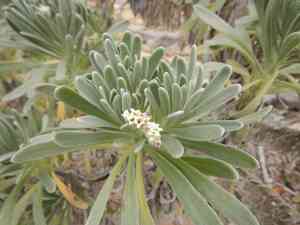Sea rosemary(Tournefortia gnaphalodes)