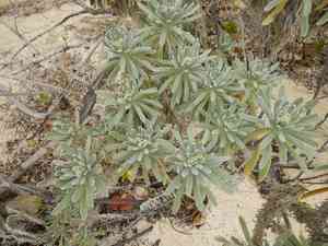 Sea rosemary(Tournefortia gnaphalodes)