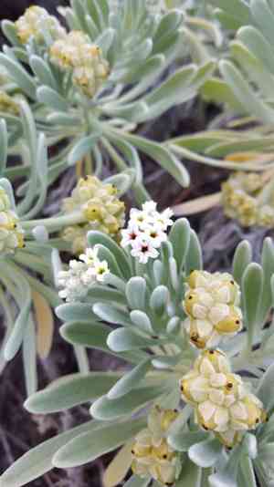Sea rosemary(Tournefortia gnaphalodes)