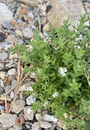 Siberian sea rosemary(Tournefortia sibirica)