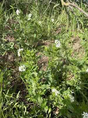 Siberian sea rosemary(Tournefortia sibirica)
