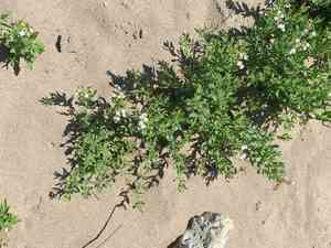 Siberian sea rosemary(Tournefortia sibirica)